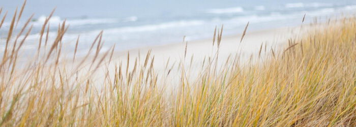 Gräser am Strand mit Meer im Hintergrund